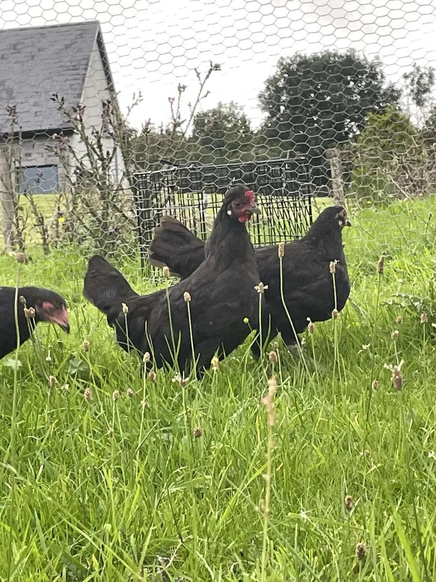 Poultry - Image 4
