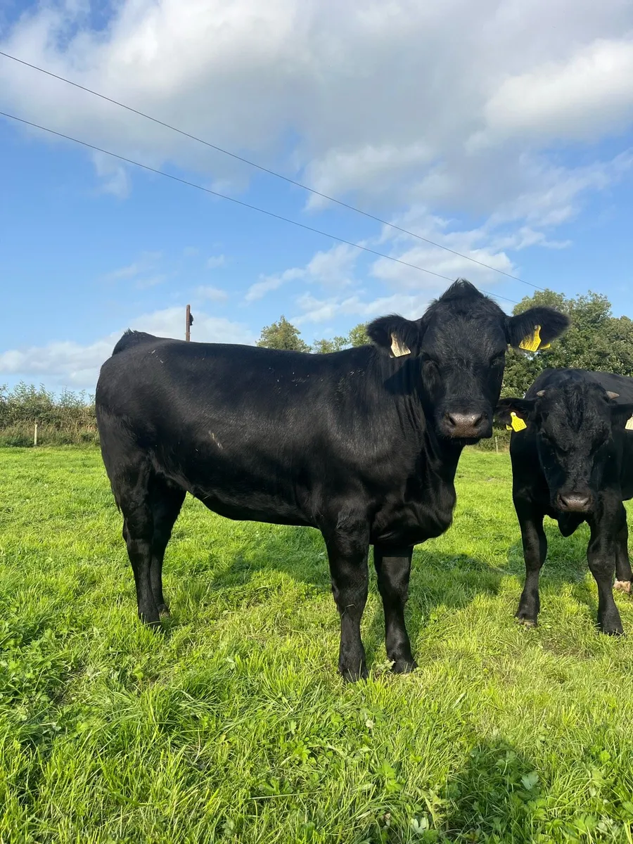 Granard mart Wednesday 6th August - Image 1