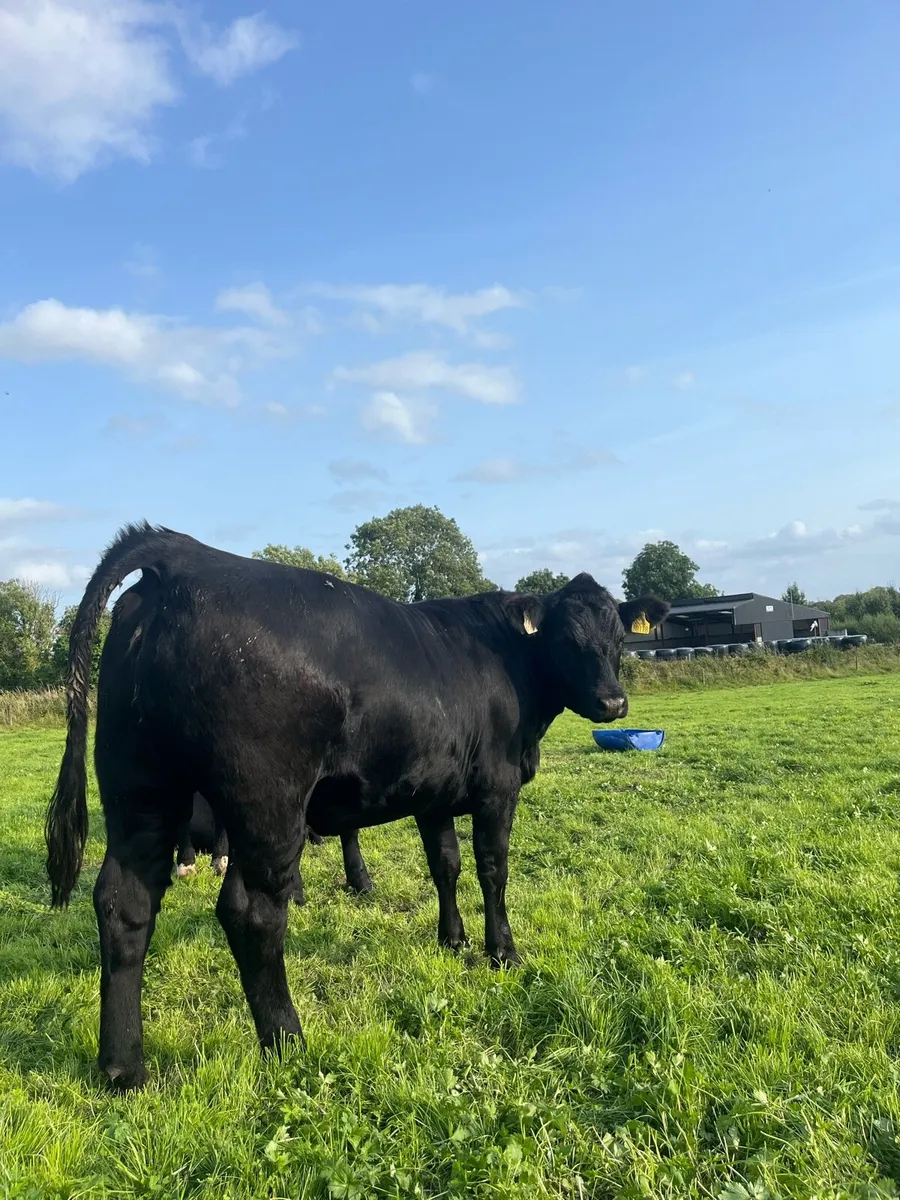 Granard mart Wednesday 6th August - Image 2