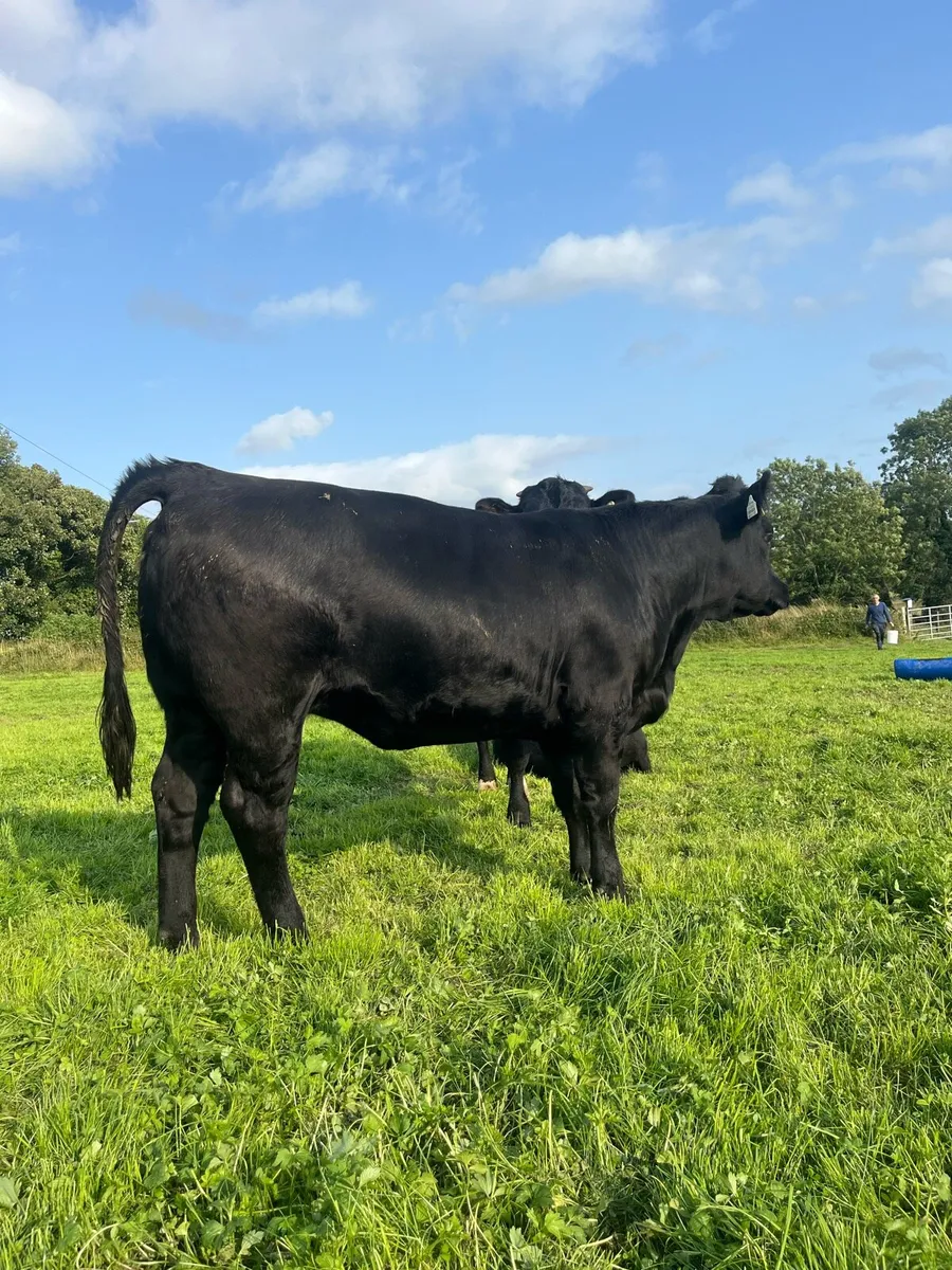 Granard mart Wednesday 6th August - Image 3