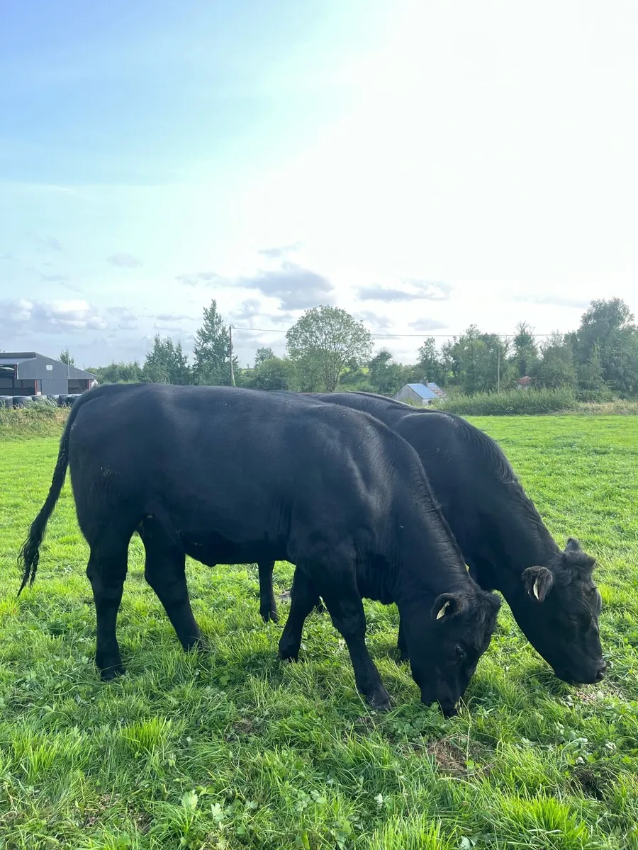 Granard mart Wednesday 6th August - Image 4