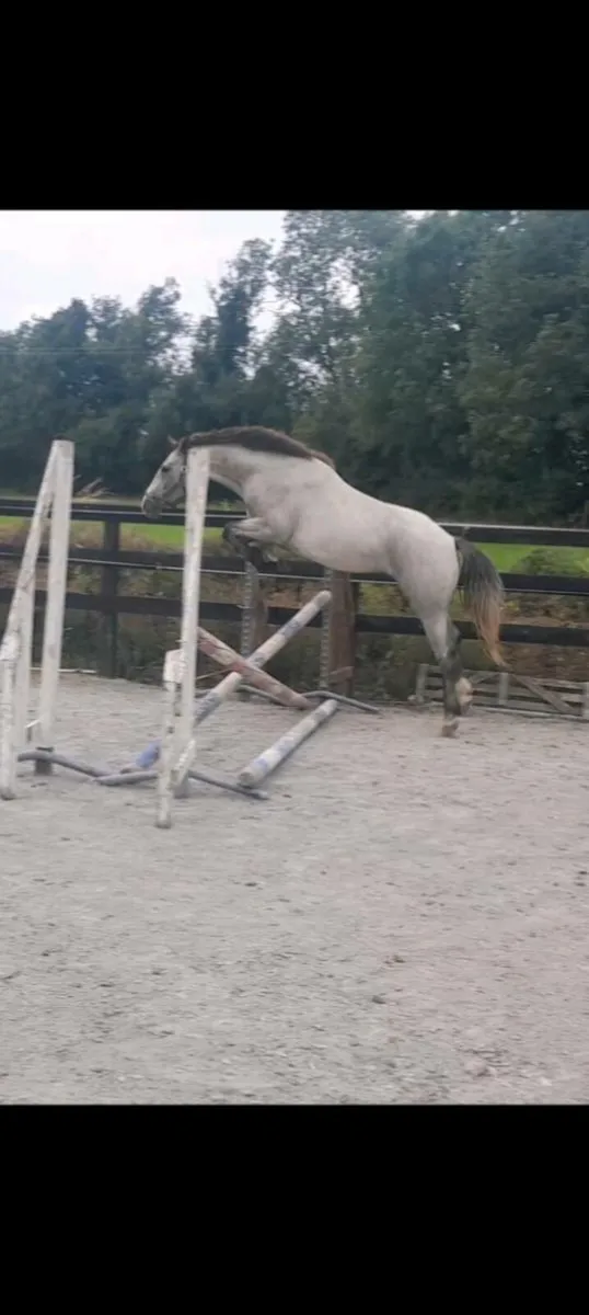 3X Connemara geldings - Image 1