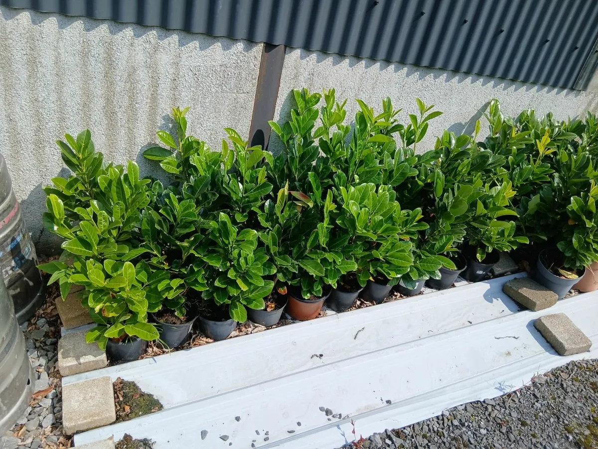 Laurel hedging - Image 2