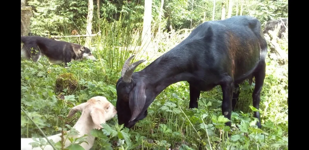 Stud buck goats - Image 2