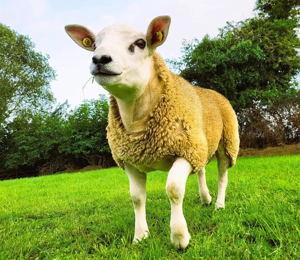 Texel Ram Lamb - Image 1