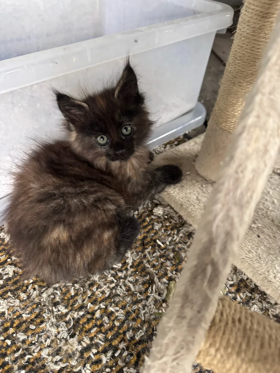 Kittens - Image 1