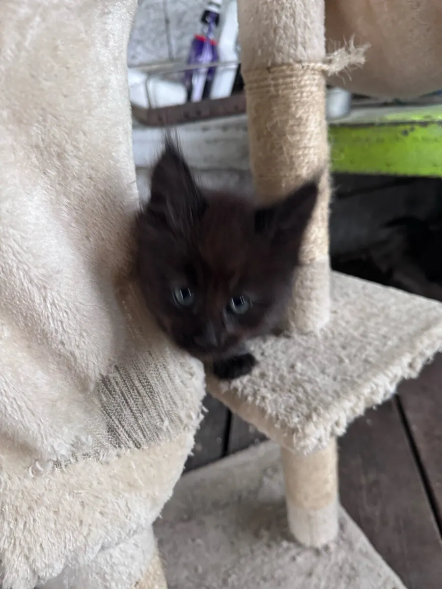 Kittens - Image 2