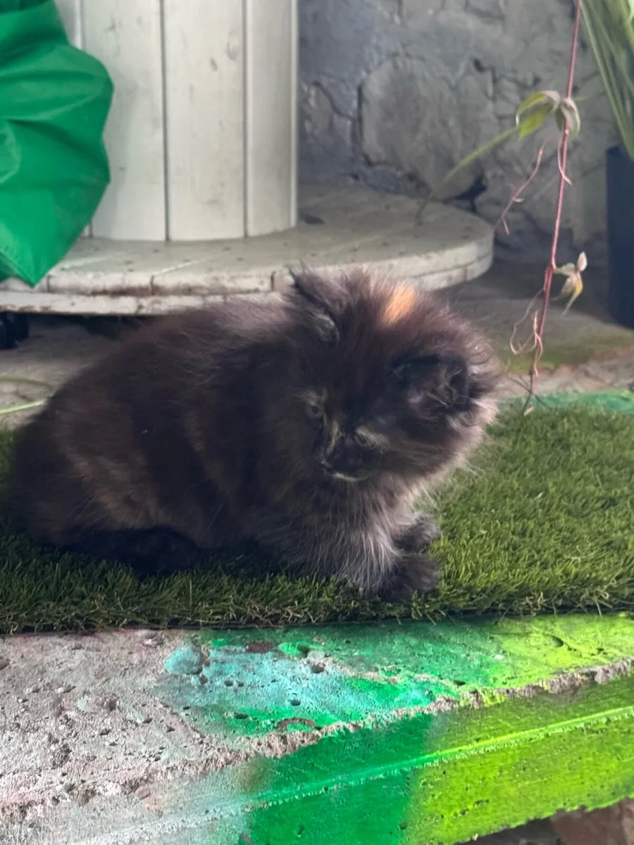 Kittens - Image 3