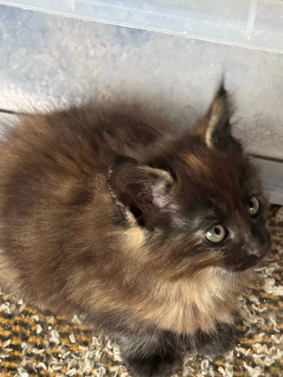 Kittens - Image 4