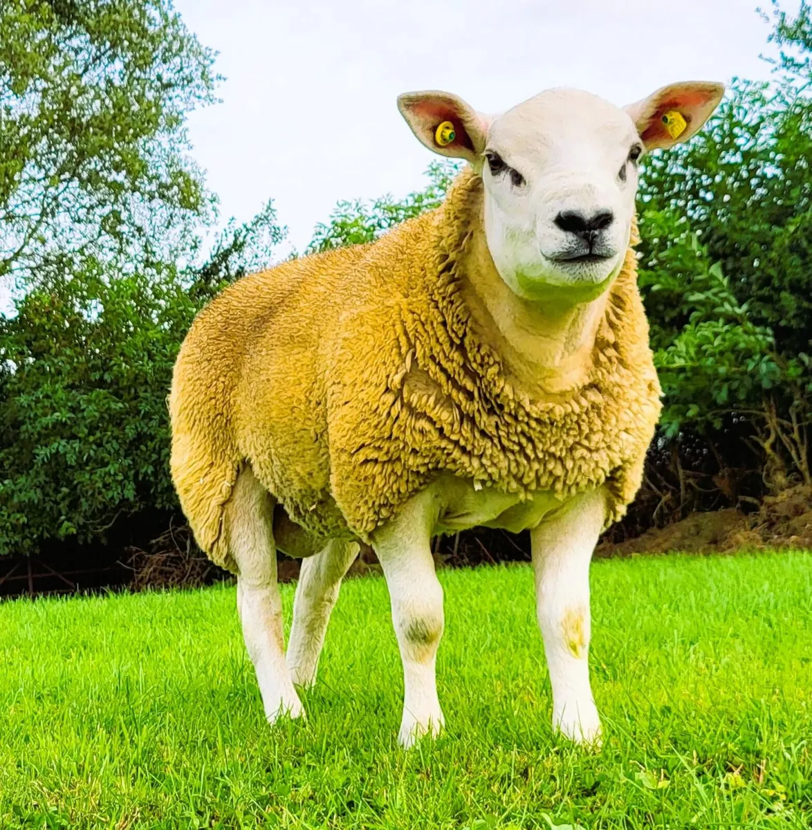 Texel Ram Lamb - Image 2