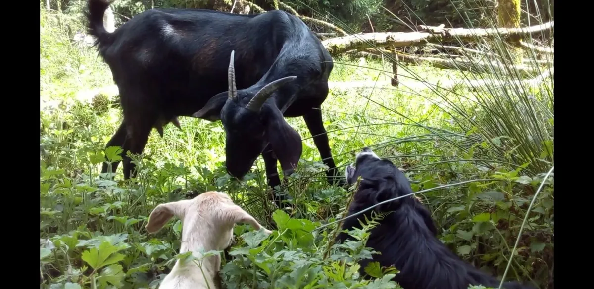 Stud buck goats - Image 1