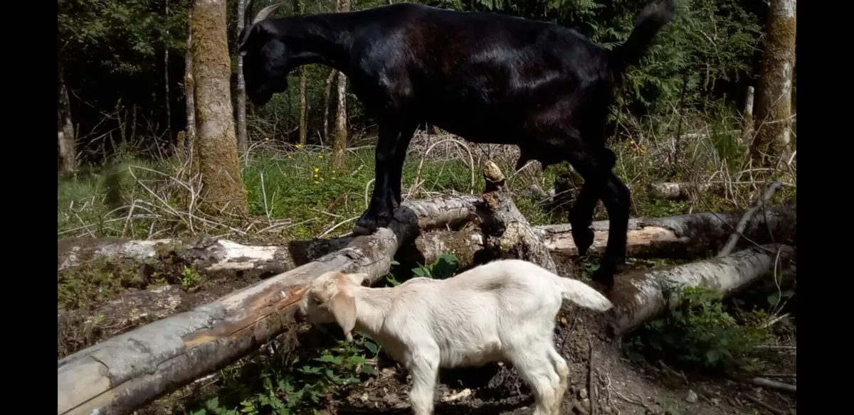 Stud buck goats - Image 3