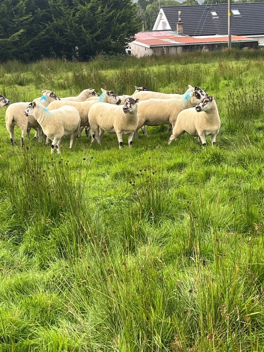 Suffolk cross hoggets and Hilltex hoggets. - Image 2