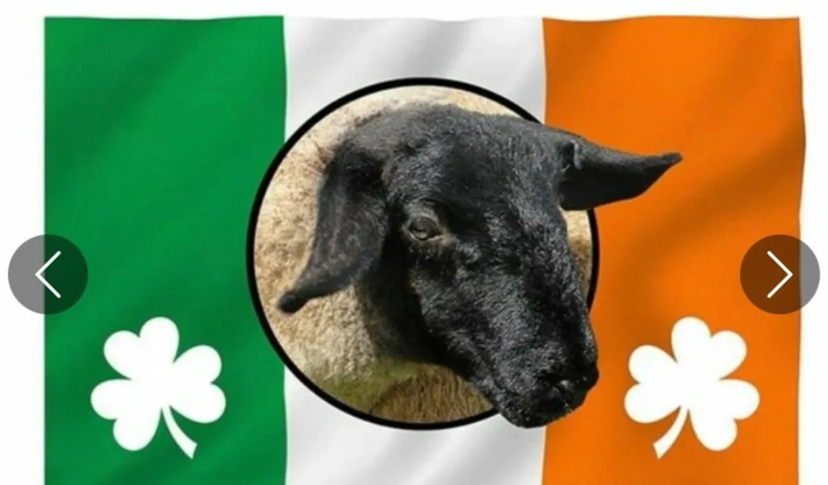 SUFFOLK RAMS - Image 1