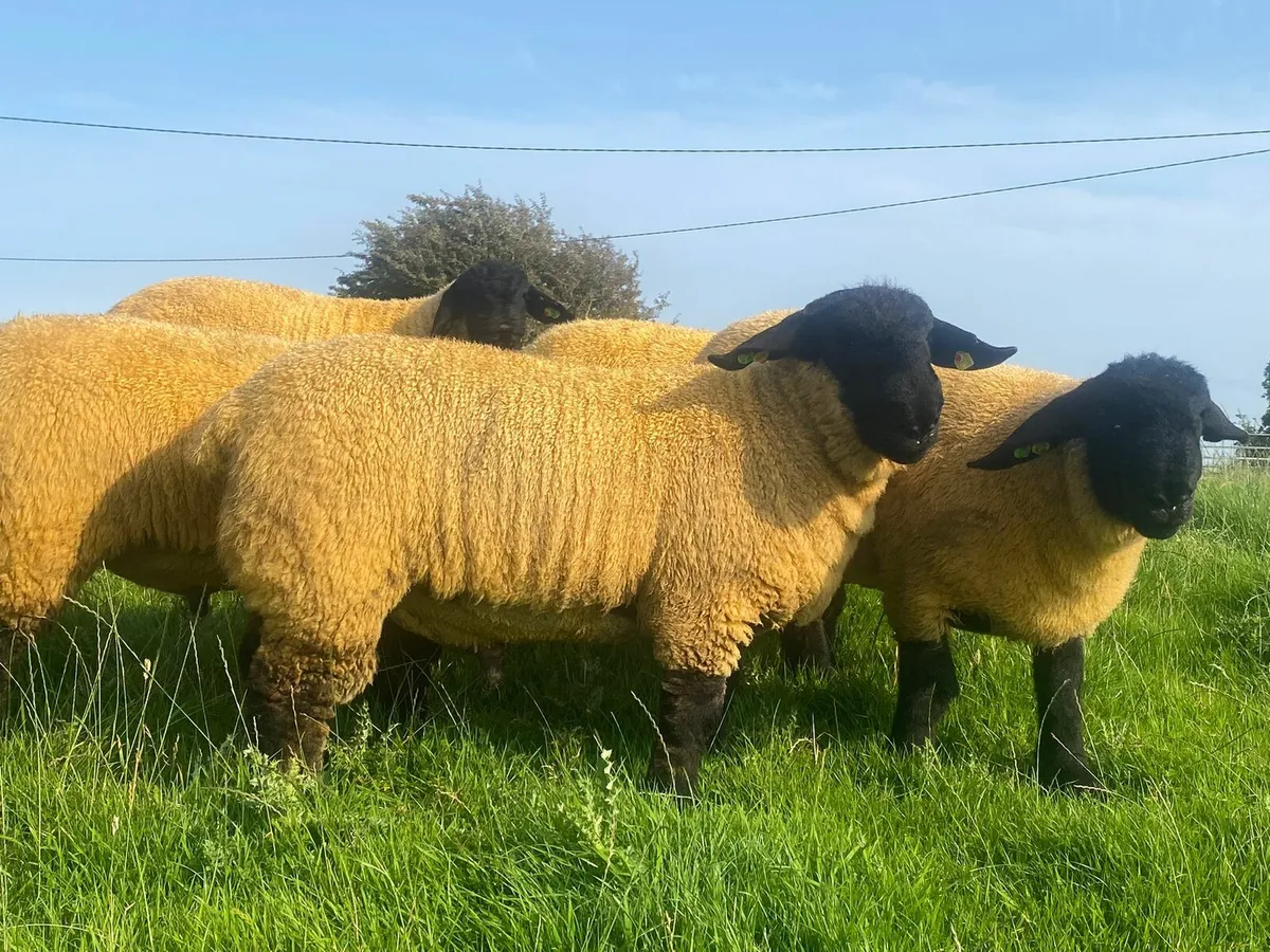 SUFFOLK RAMS - Image 2