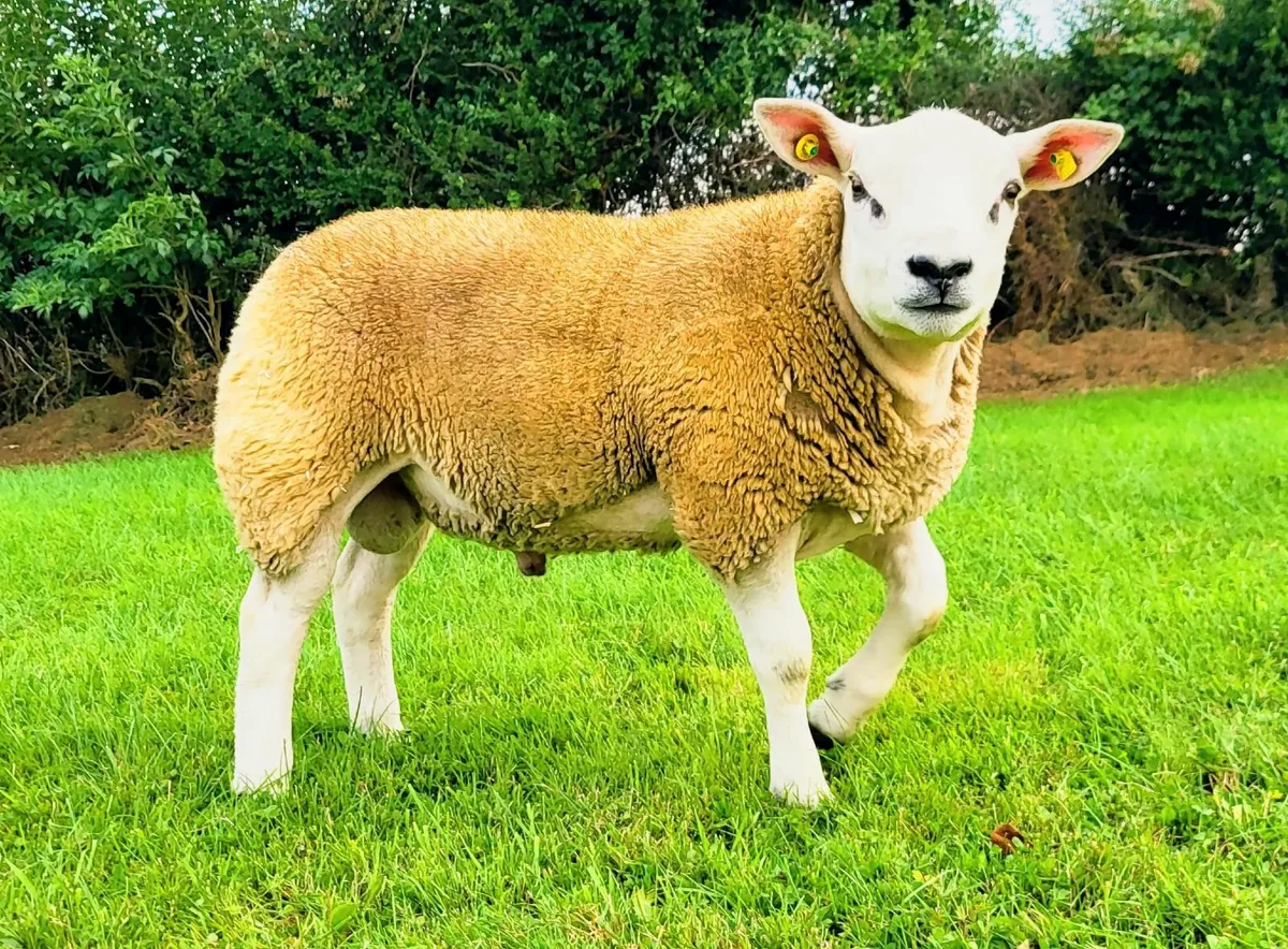 Texel Ram Lamb - Image 3
