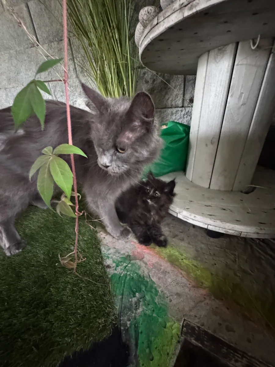 Kittens - Image 1