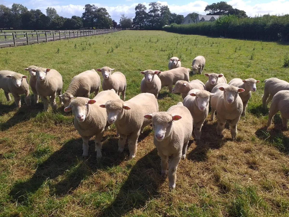 Dorset Ewe Lambs for sale - Image 1