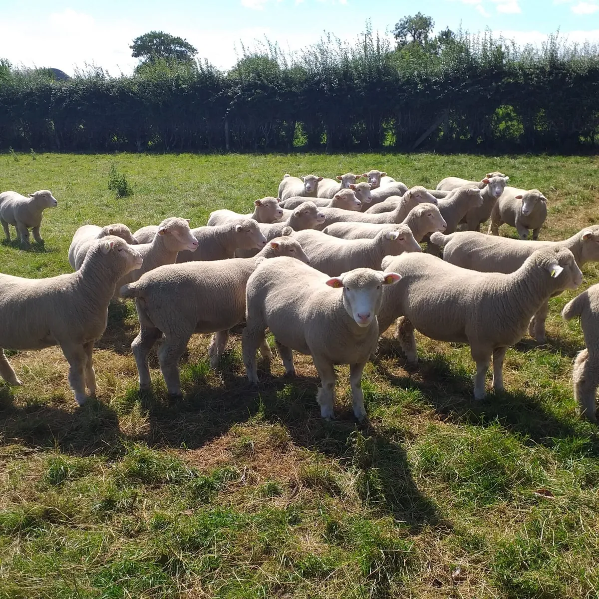 Dorset Ewe Lambs for sale - Image 2