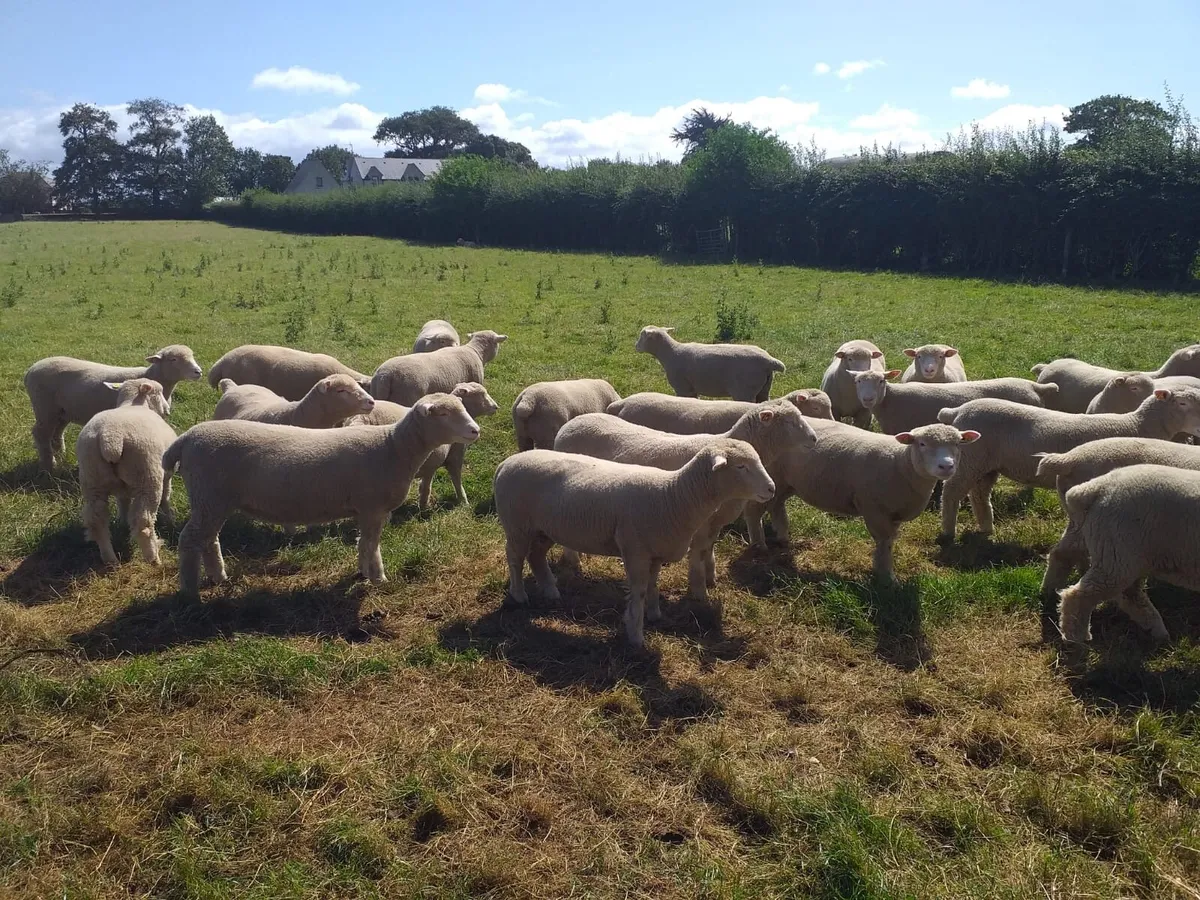 Dorset Ewe Lambs for sale - Image 3
