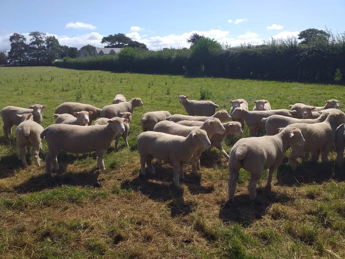 Dorset Ewe Lambs for sale - Image 4