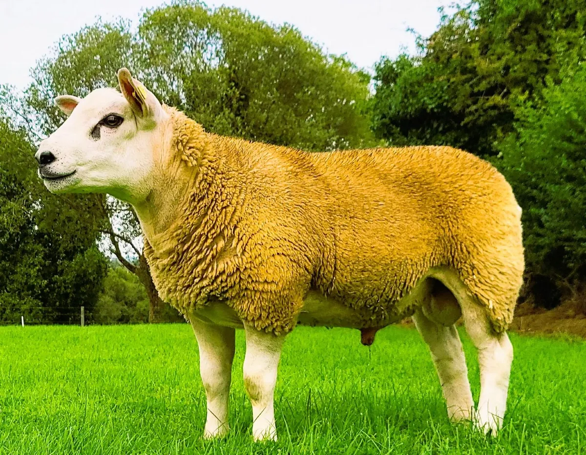 Texel Ram Lamb - Image 1