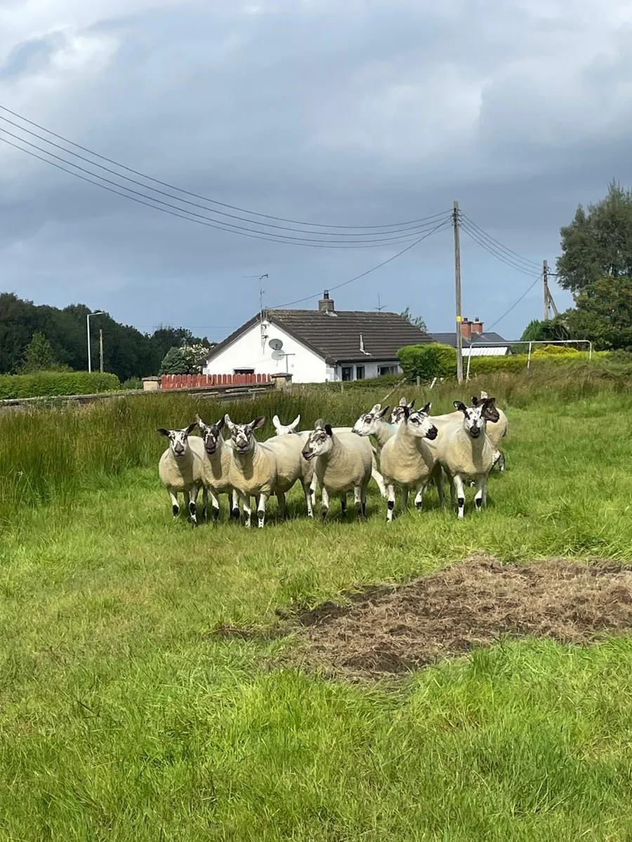 Suffolk cross hoggets and Hilltex hoggets. - Image 1