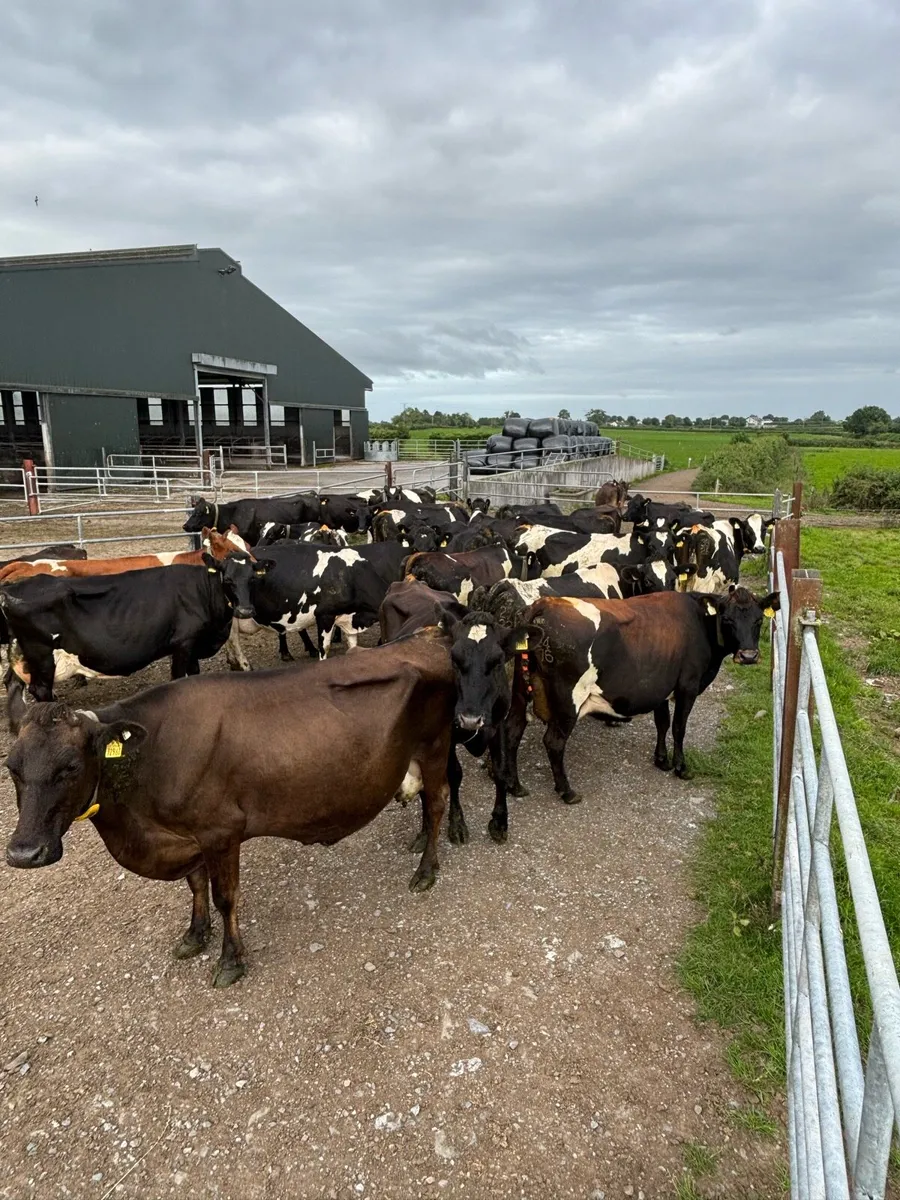 30 Milking Cows - Image 1