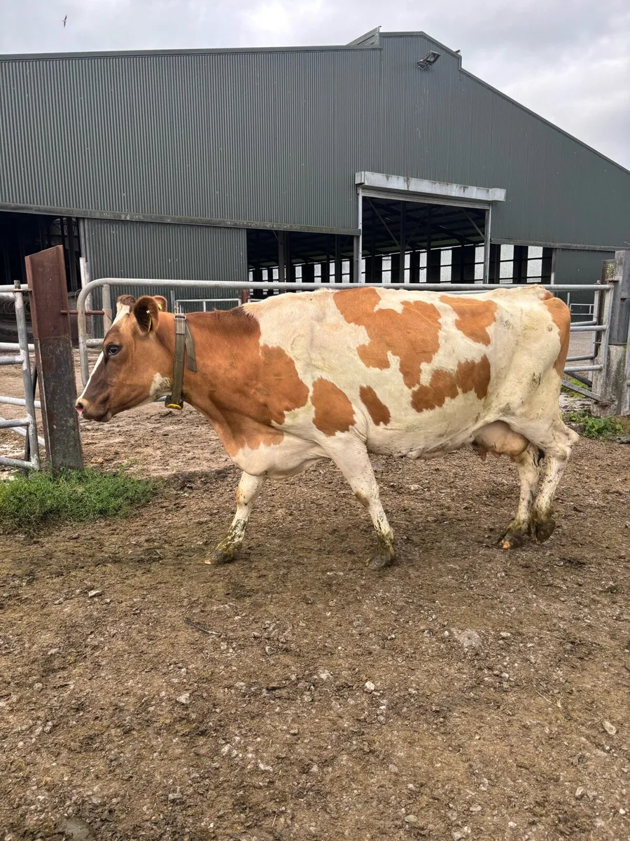 30 Milking Cows - Image 2