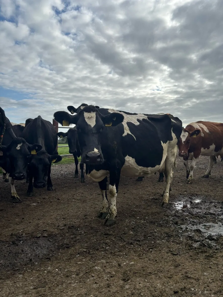 30 Milking Cows - Image 3