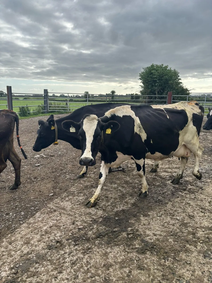 30 Milking Cows - Image 4