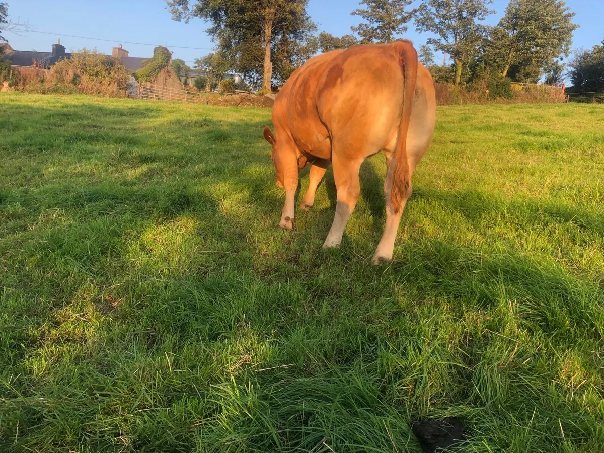 Bulling Heifers - Image 2