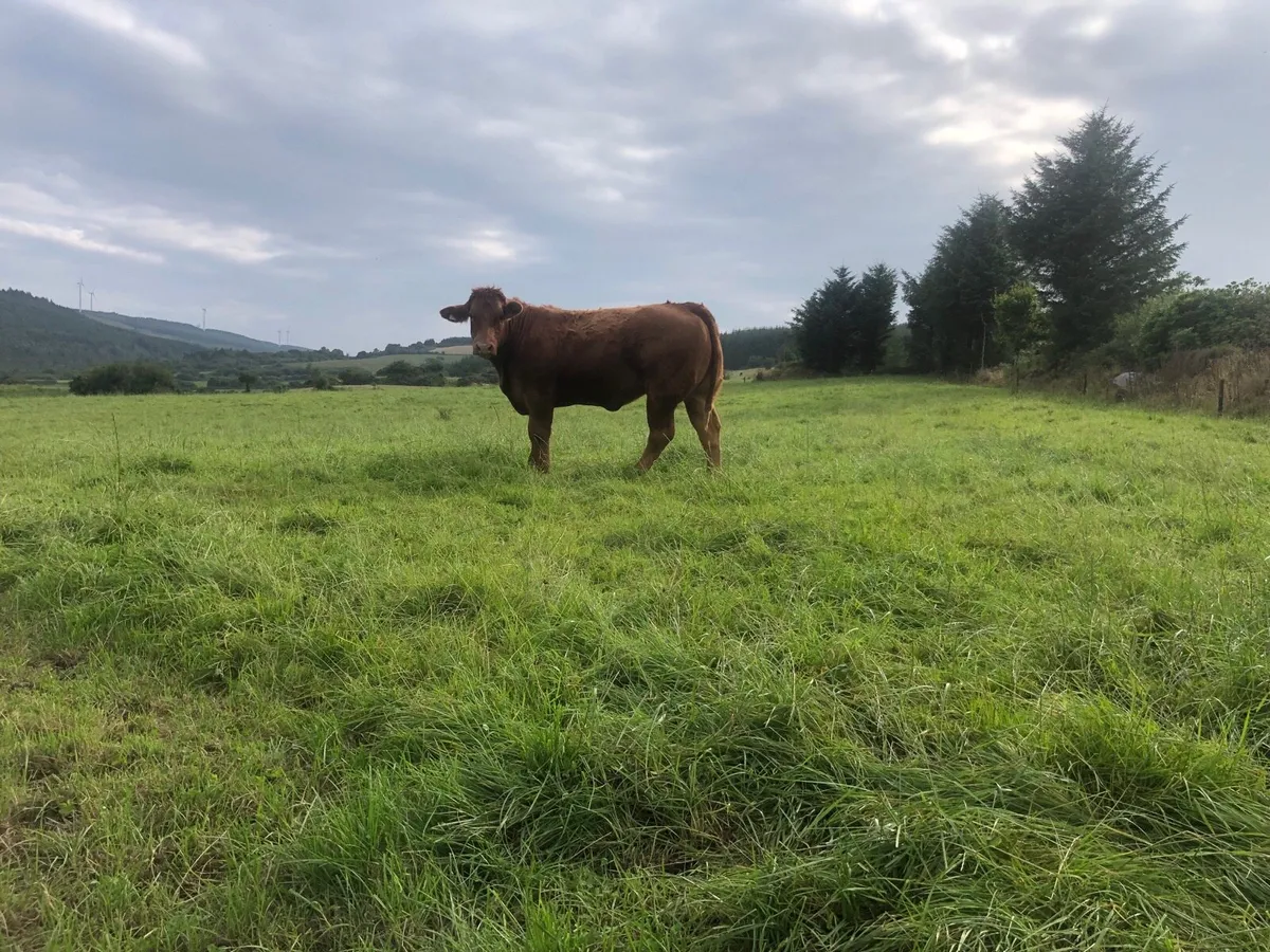 Bulling Heifers - Image 3