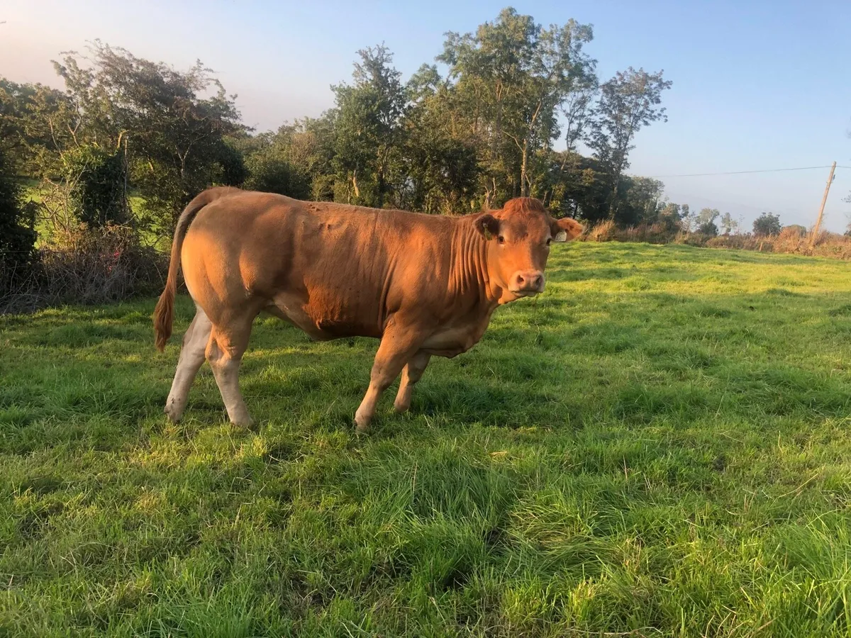 Bulling Heifers - Image 4