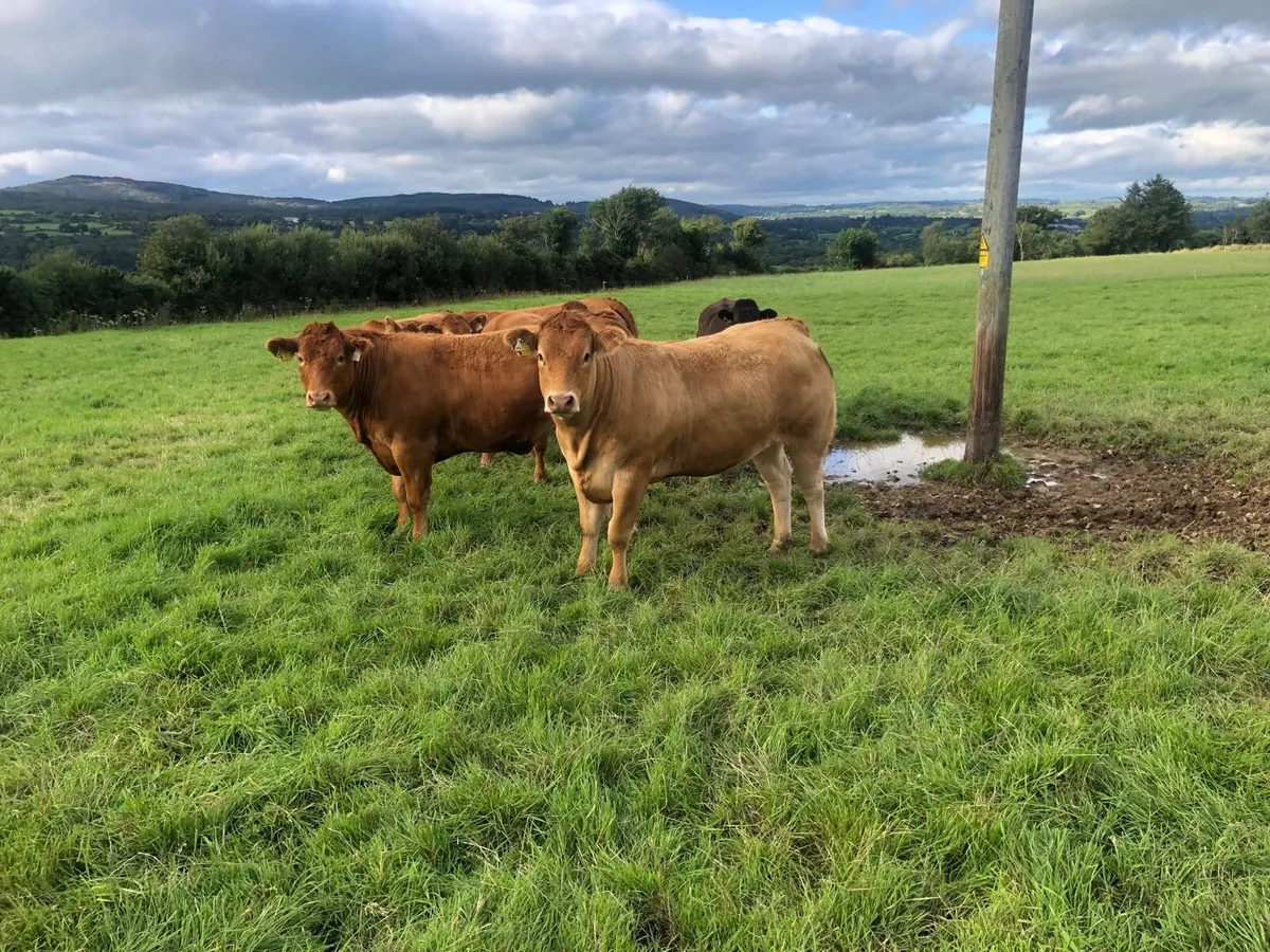 Bulling Heifers - Image 4