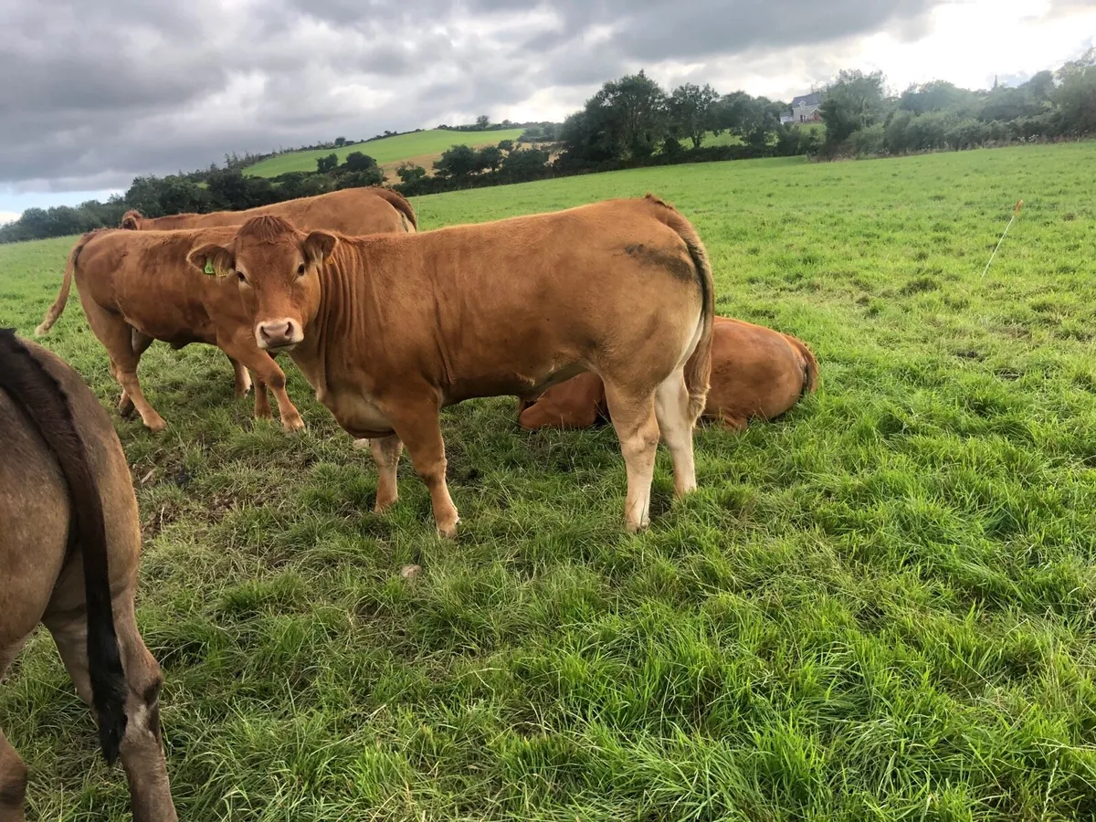 Bulling Heifers - Image 1