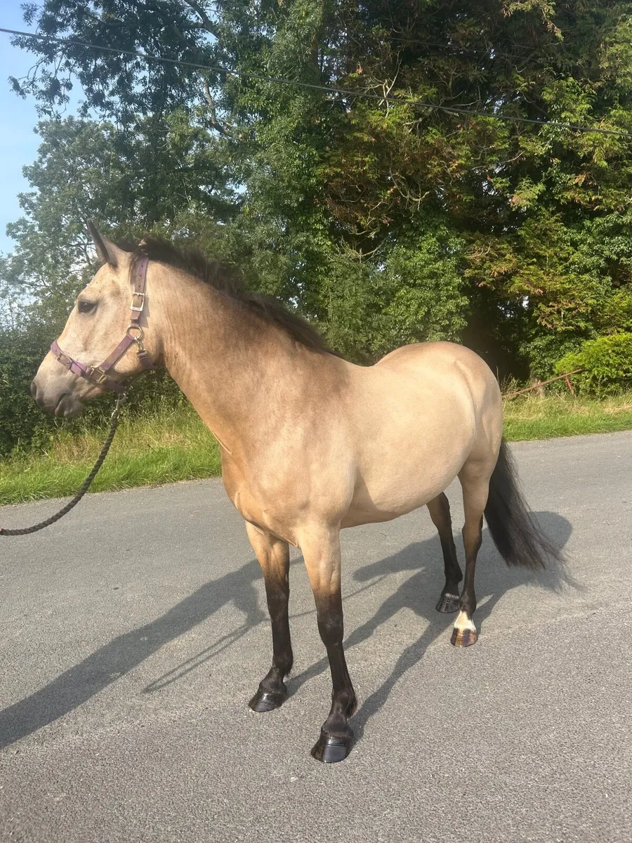 Pony - Image 4