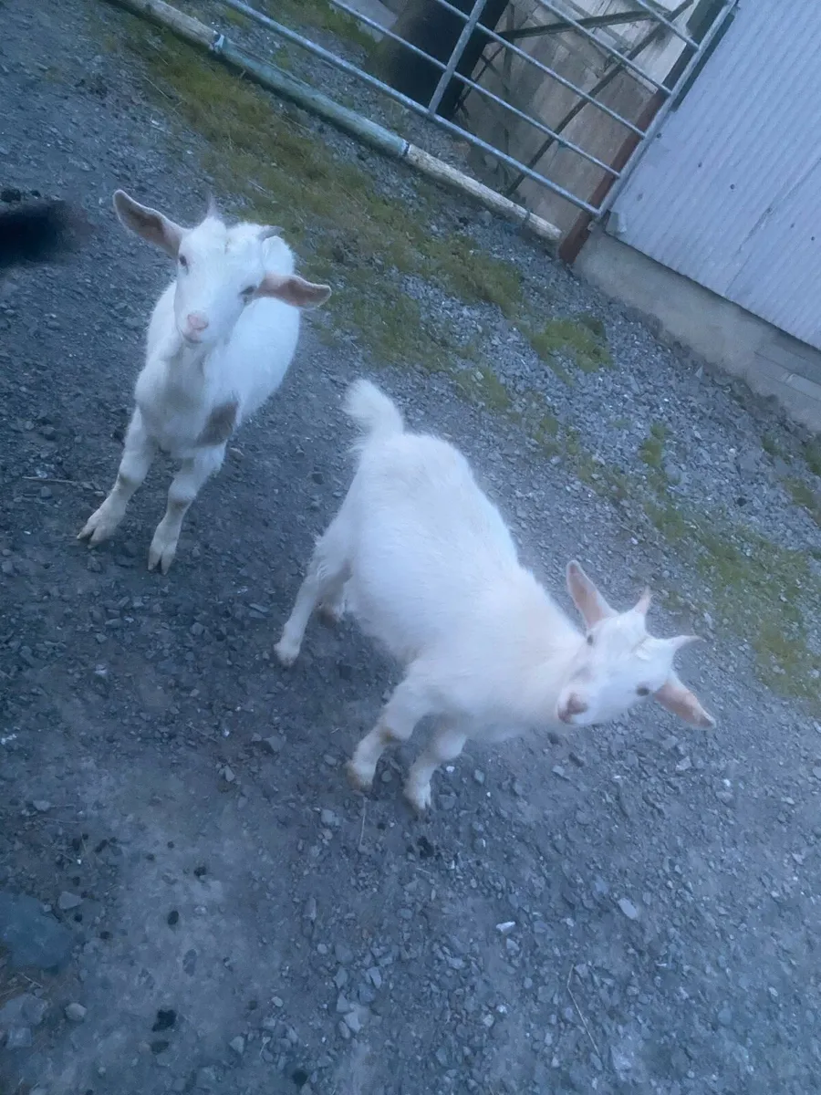 Selection of goats - Image 3