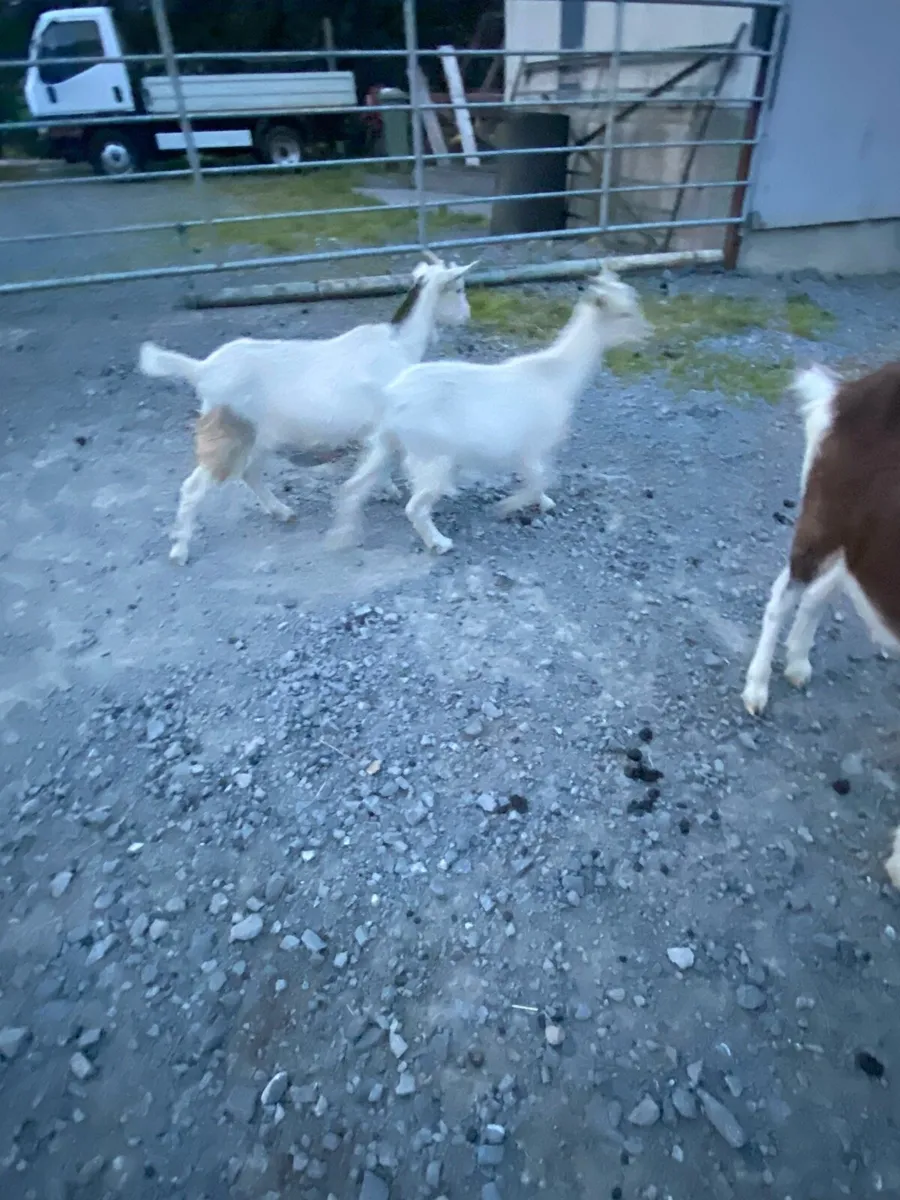 Selection of goats - Image 4