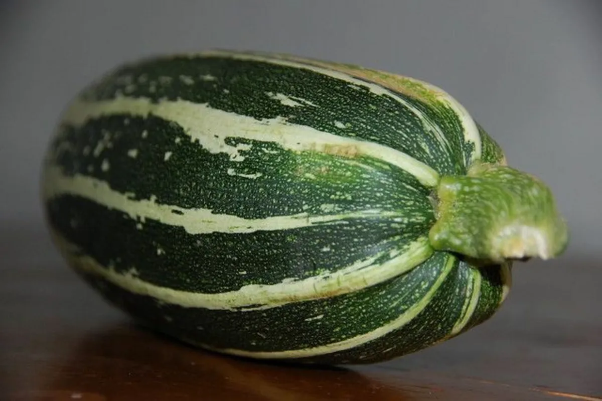 Organic Marrows and Courgettes for Sale.