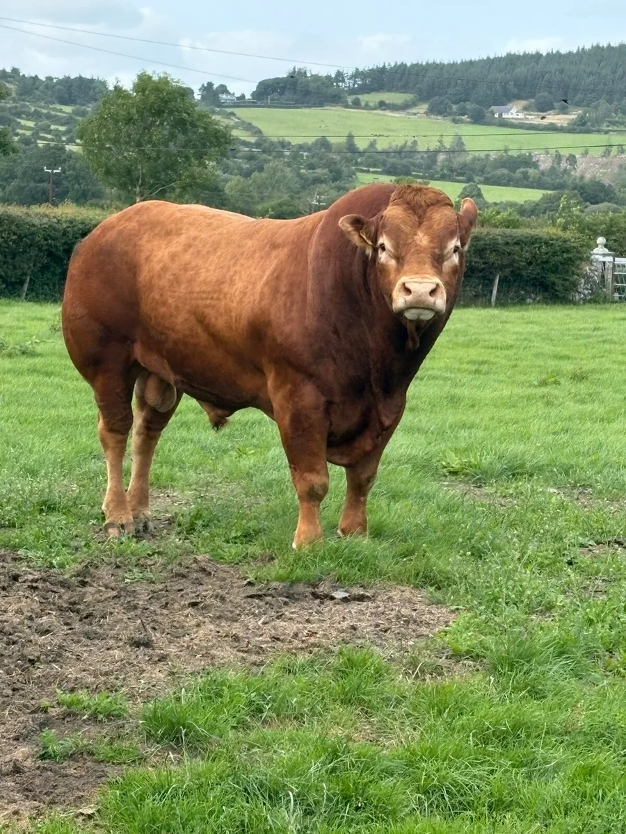 Mature Limousin Bull - Image 1