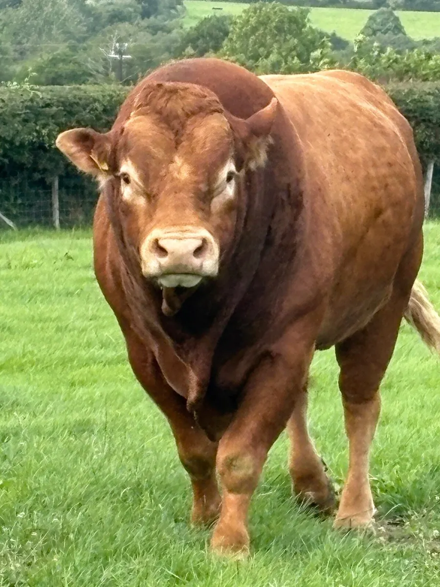 Mature Limousin Bull - Image 3