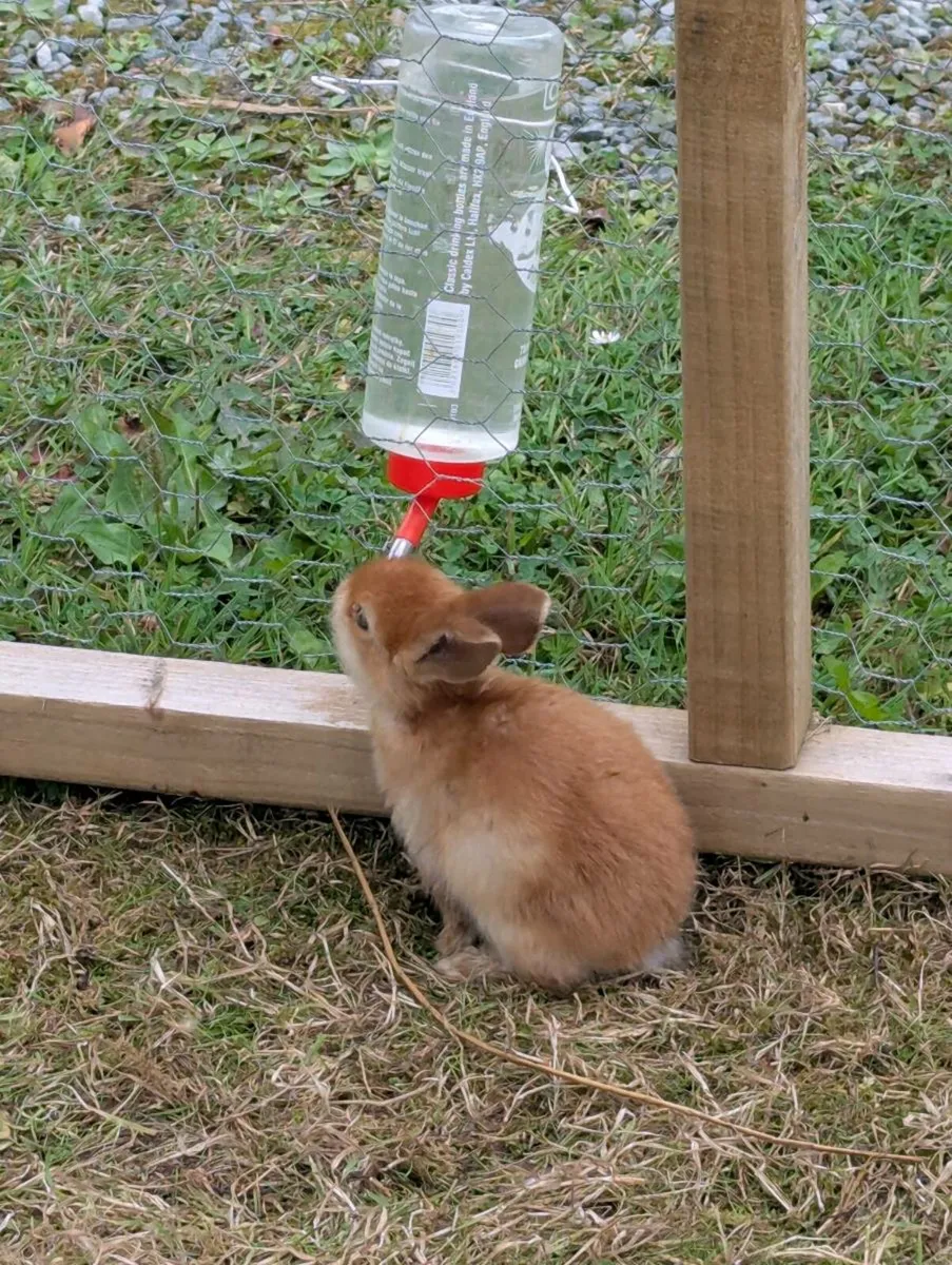 Mini lop ear rabbits - Image 1