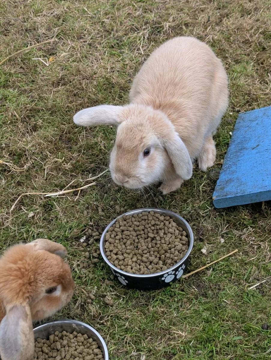 Mini lop ear rabbits - Image 2
