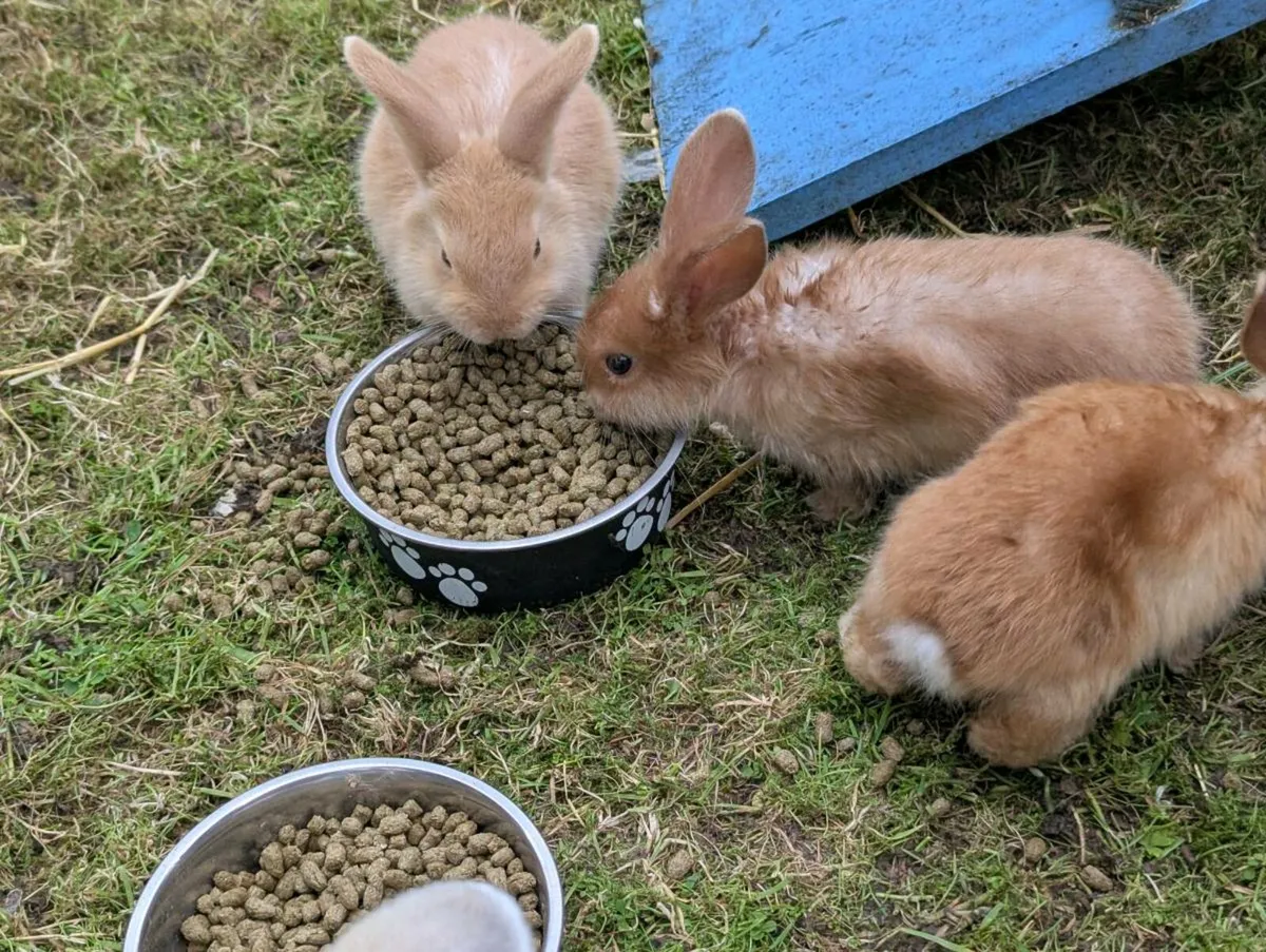 Mini lop ear rabbits - Image 4