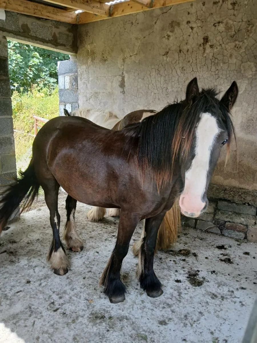 Filly - Image 1