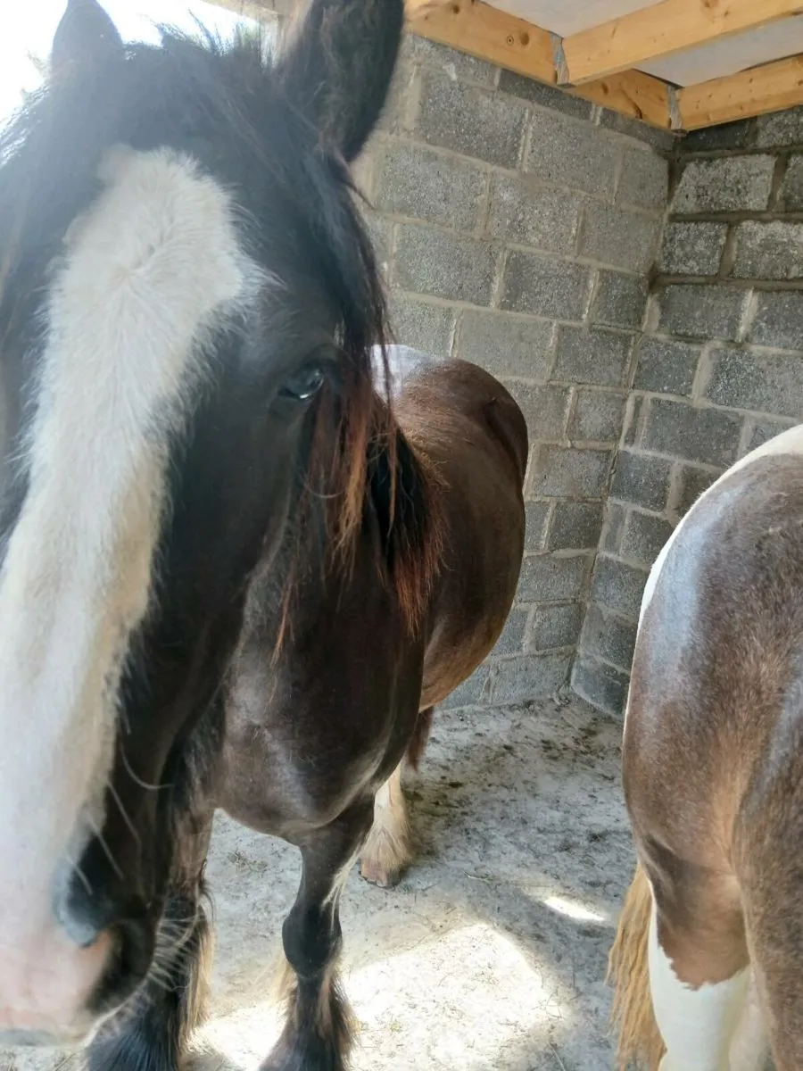 Filly - Image 2