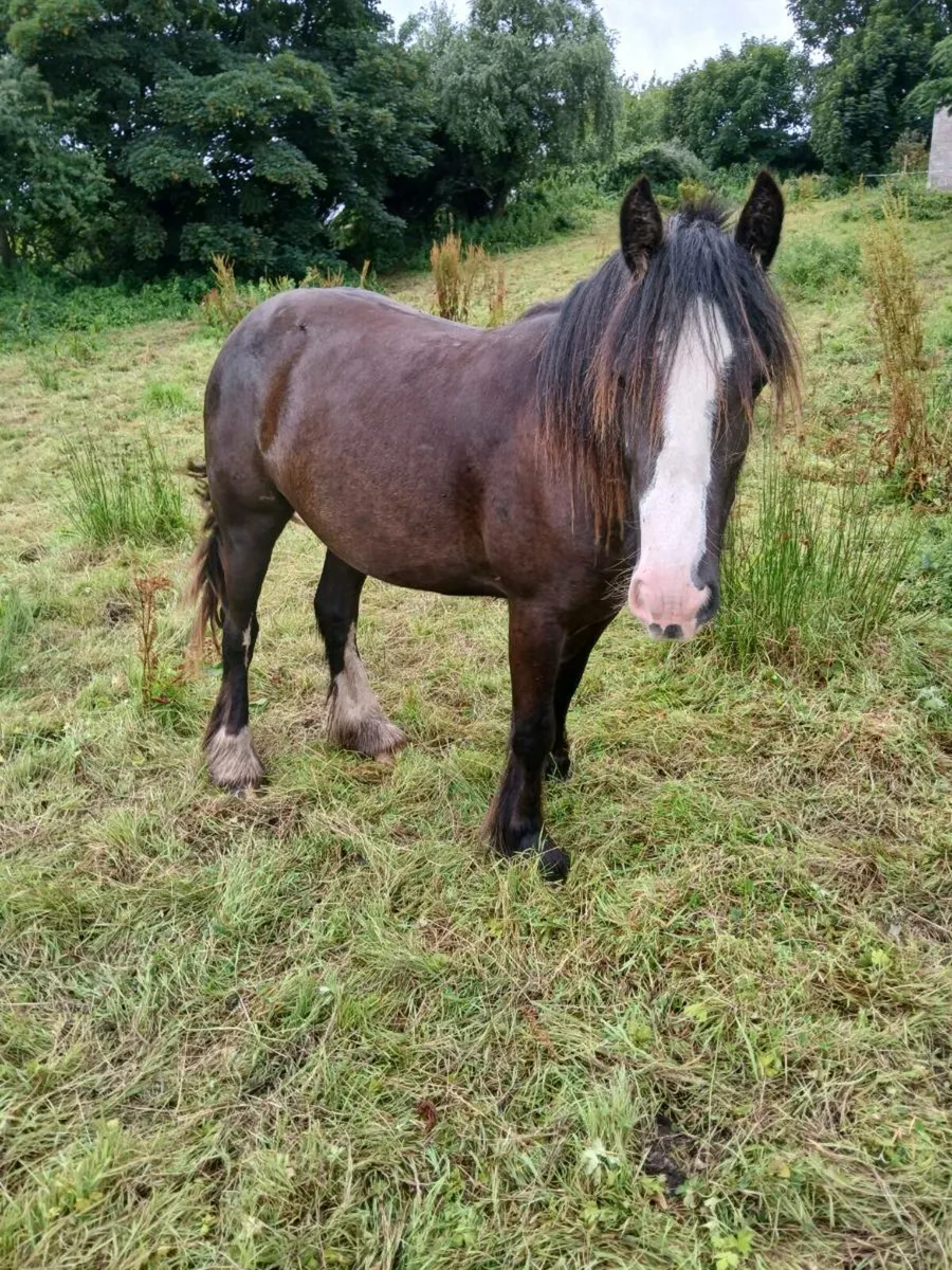 Filly - Image 4