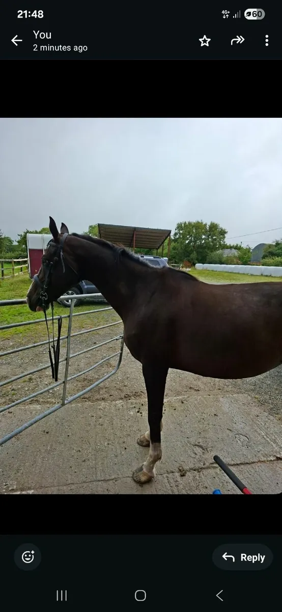 Irish sports horse - Image 1