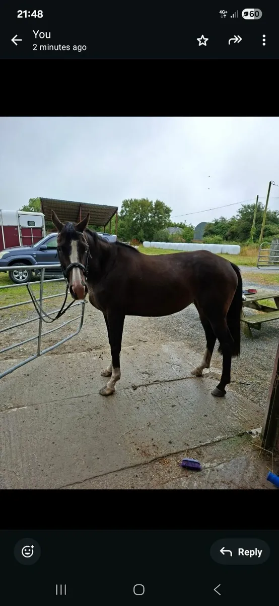 Irish sports horse - Image 2